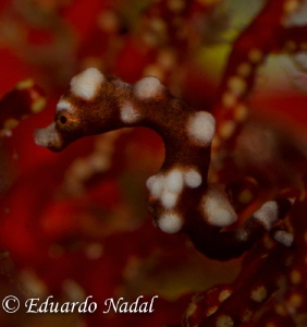 raja ampat by Eduardo Nadal 